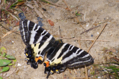 ギフチョウ
