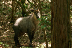 ニホンカモシカ